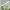Adidas Sportswear Casual Mini skirt Wanita white green photo 4