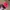 1990s Paolo Gucci Red Crushed Velvet 6-Panel Cap photo 3