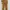 One Set Cotton Premium Mustard photo 3