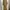 One Set Cotton Premium Mustard photo 2