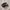 Adidas Indie Casual Sneakers Pria black photo 1