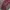Coach Minimalist Casual Shoulder bag Wanita burgundy cream photo 6