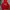 Hoodie Dickies Red Velvet 