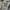 Avirex Barrack Polo Shirt with U.S. Army photo 4