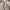 Minimalist Casual Polo shirt Pria tan photo 5