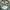 TOPI MESH BACK GOLFER CAMO DOUBLE PORTION ORIGINAL photo 7