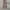 Hysteric Glamour Y2K Avant Garde Flare pants Wanita burgundy photo 1