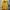 Oioi Skater Hoody Pria yellow photo 1