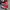 Converse Allstar Hi Red photo 2