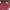Spao Casual T-shirt Pria Red Black