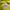Umbro Sportswear Jersey Pria yellow photo 5