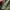 Visvim Streetwear Casual Short Pria green photo 3
