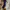 Steve Madden Luxury Casual Heels Wanita blue photo 2