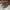 VANS Casual Sneakers Pria brown photo 3