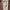 Dickies Vintage Short Pria khaki photo 4