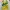 Halter top brazil official Bershka x fifa world cup photo 6