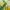 Halter top brazil official Bershka x fifa world cup photo 3
