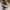 Adidas Casual Sneakers Pria cream photo 4