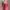Hollister Pink Babydoll  photo 2