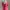 Hollister Pink Babydoll 