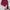 Woman’s Burgundy Motor Jacket photo 2