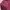 Woman’s Burgundy Motor Jacket
