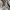 Herv1 Cargo long pants cream multi photo 5
