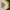Vintage Track jacket Pria yellow photo 6