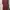 Polo Ralph Lauren Minimalist Casual Dress Wanita Red Black