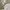 Charles and Keith Asymmetrical Shoulder Bag Cream Original photo 6
