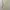 Abercrombie Yellow Babydoll Top