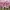 Shein Y2K Lolita Crop top Wanita pink photo 2