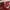 Vintage Fleece Pria white red photo 2