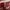Vintage Fleece Pria White Red