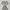 American Eagle Grey Babydol 