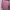 Uniqlo Coquette Casual Shirt Wanita white pink photo 1