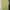 Minimalist Casual Shirt Wanita green yellow photo 2
