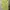 Minimalist Casual Shirt Wanita green yellow photo 1