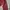 Champion 1919 maroon knit zipper jacket "New york Rochester" photo 5