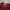 Champion 1919 maroon knit zipper jacket "New york Rochester" photo 2