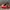 Redwing 8111 iron rangger original photo 3