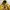 Avirex Vintage Y2K Hoody Pria yellow photo 2