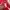 Tracktop Adidas 3stripes Red White Colorway photo 7