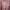 Andersson Bell Streetwear Fleece Wanita pink photo 1