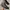 Converse CT AS Dark Matter BNIB 100% photo 2
