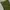 Vans Olive Green Pleated Pants photo 5