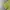 2000s Miss Alice Green Blurry Diamond Fitted Tee (S to M) photo 5