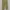 Dickies khaki 874 workpant photo 3