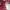 sabrina crop lengan pendek maroon photo 2