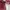 Sabrina Crop Lengan Pendek Maroon